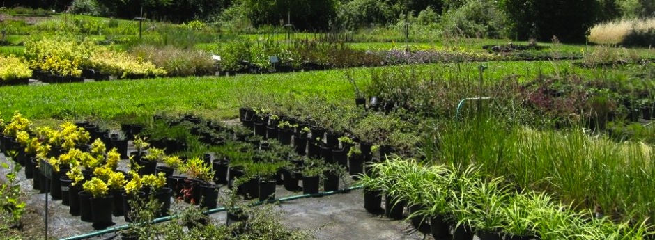 Bald Mountain Nursery Latest From Newsletter Tips