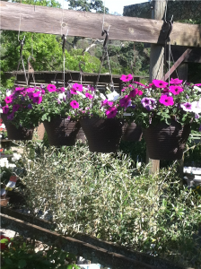 Hanging baskets $19.50 each. Million Bells and Wave Petunia Hanging Baskets make a great Mother's Day gift.