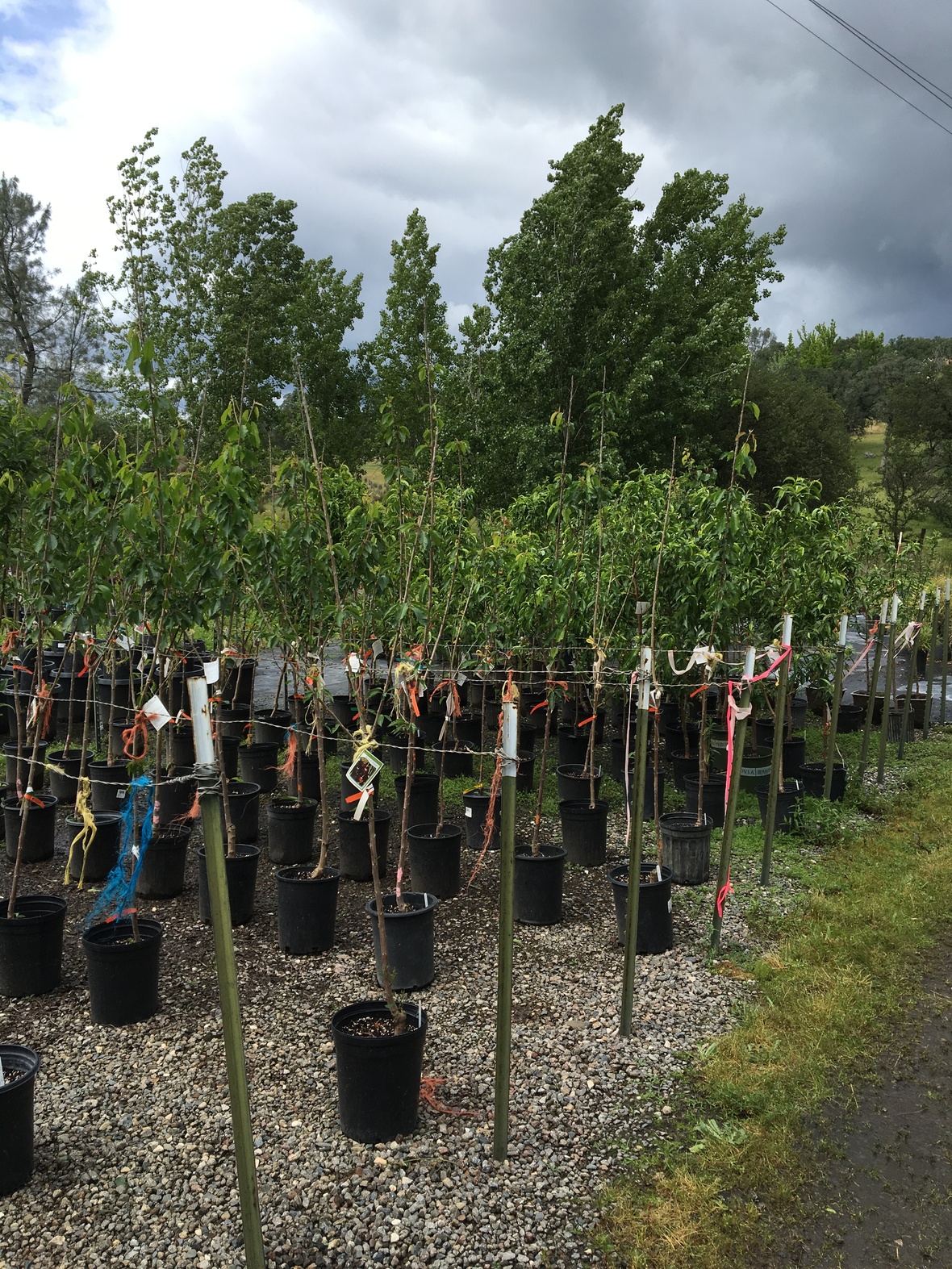 News Bald Mountain Nursery Page 5 044