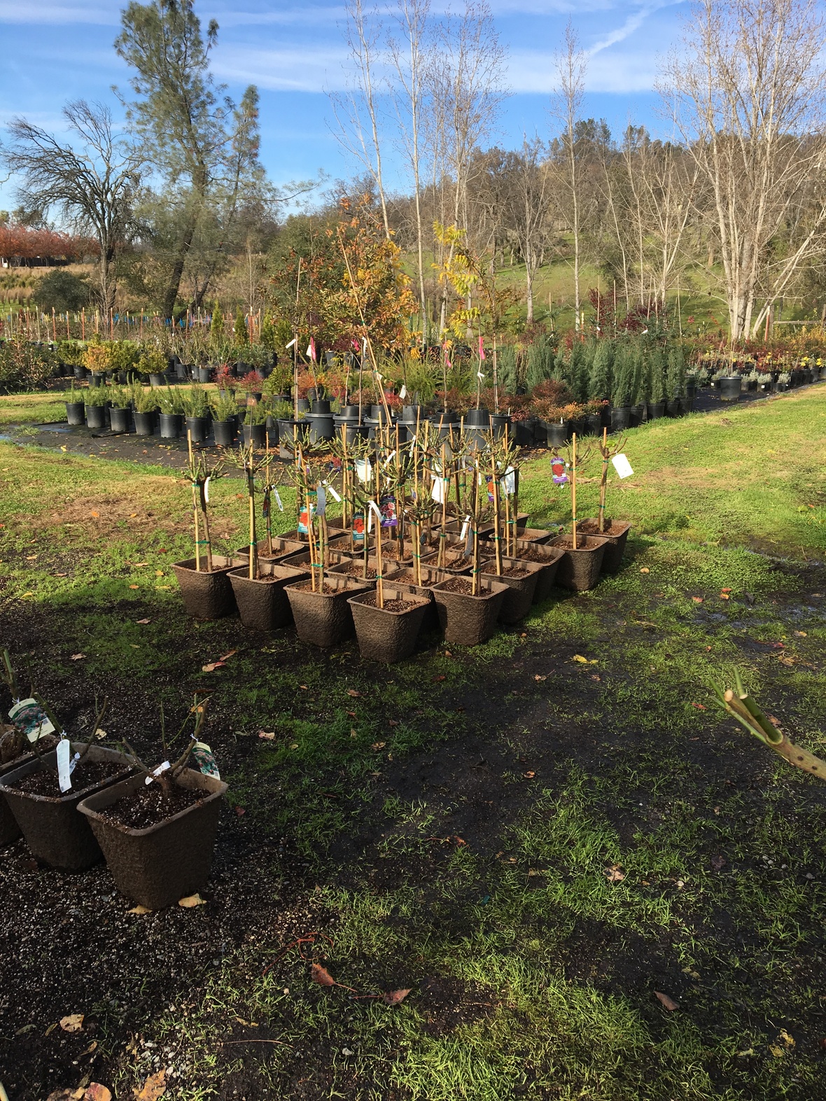Bare Root Roses ready for sale. Bare root fruit trees arrived today