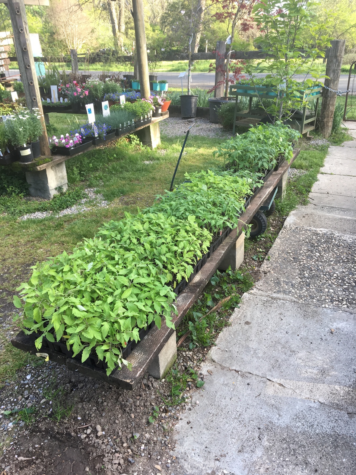 Organic Vegetable Gardening Class Schedule Change Bald Mountain Nursery