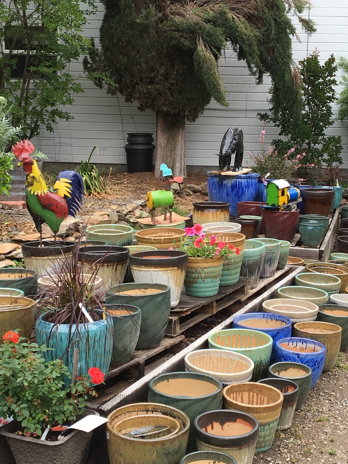 Newsletter Tips Bald Mountain Nursery Page 2 May 2017 Marks 32 Years In Business For Us Here At Bald Mountain Nursery My Pas Richard And Cecilia Rice Started The 1985