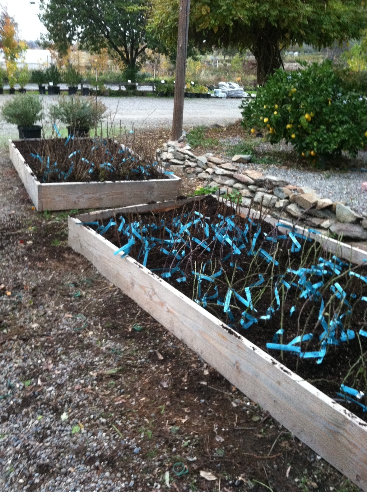 December 2017 Newsletter Bald Mountain Nursery Lots Of Things Going On In December Our Roses Are All And Now Ing The Bare Root Fruit Trees Will Be Next Week