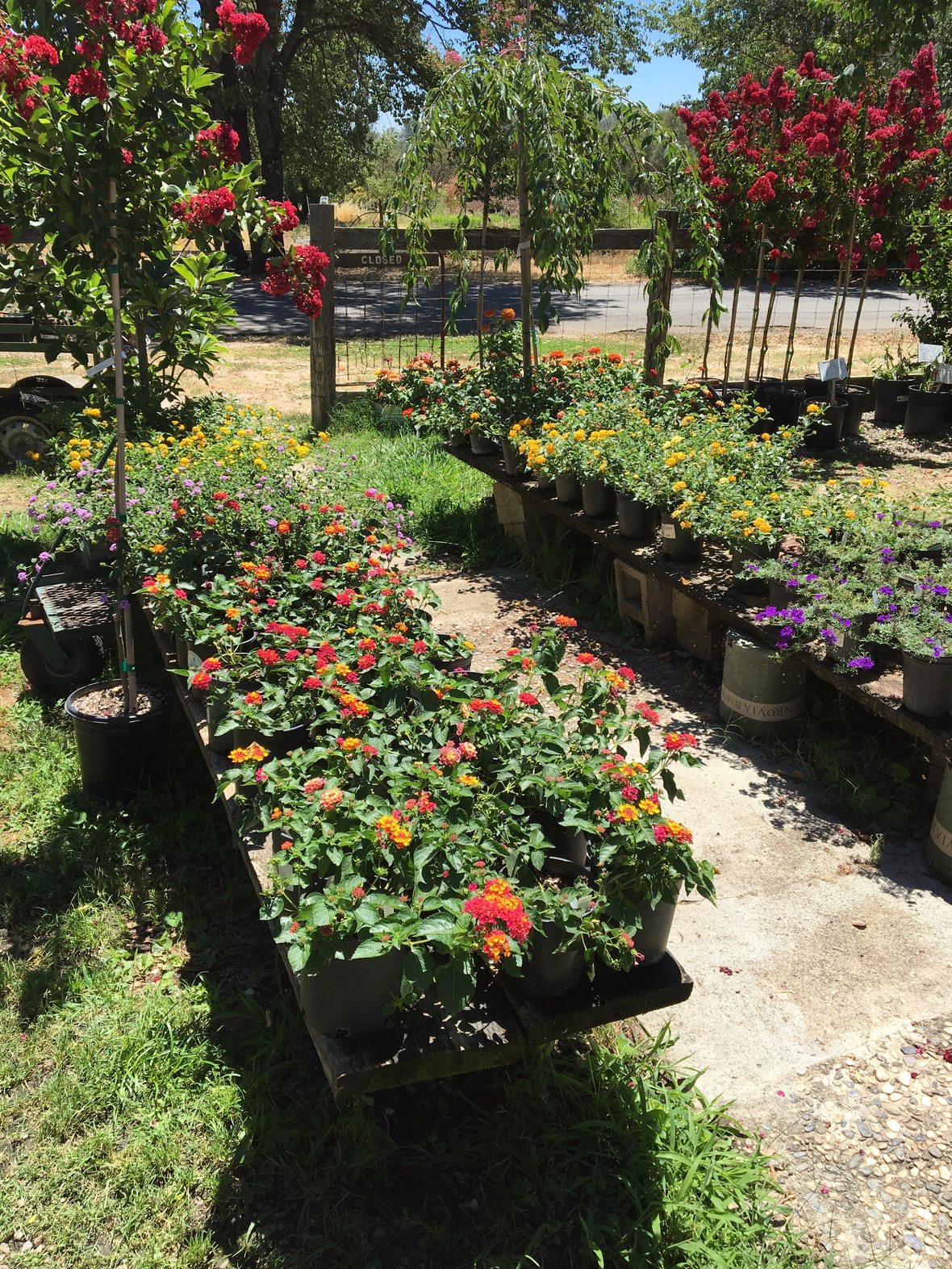 July 2018 Newsletter Bald Mountain Nursery This Year Has Been A Very Nice Spring And Early Summer Any Hot Periods Have Only Lasted Of Days Then It Cools Back Down